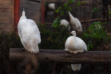 Turkey in the Moscow Zoo