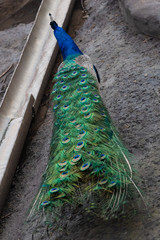 Obraz premium Peacock in the Moscow Zoo
