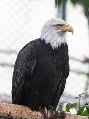 Obraz premium Eagle in the Moscow Zoo