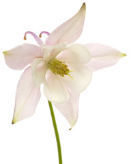 Fototapeta na wymiar Flower of aquilegia, blossom of catchment closeup, isolated on white background