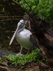 Pelican in the Moscow Zoo