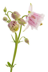 Naklejka na ściany i meble Rosy flower of aquilegia, blossom of catchment closeup, isolated on white background