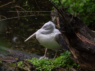 Pelican in the Moscow Zoo