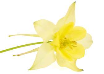 Yellow flower of aquilegia, blossom of catchment closeup, isolated on white background