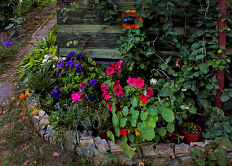 Fototapeta na wymiar beautiful flowers in the garden