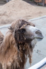 Camel in the Moscow Zoo