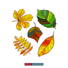 Colored leaves set. Vector graphics.