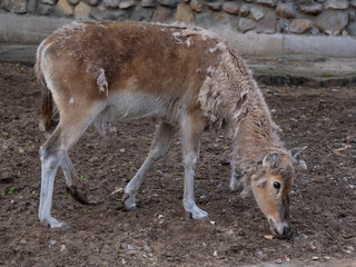 Deer in the Moscow Zoo
