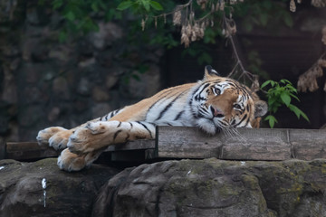 Fototapeta na wymiar Tiger in the Moscow Zoo