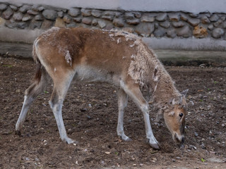 Deer in the Moscow Zoo