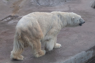 Polar bear in the Moscow zoo