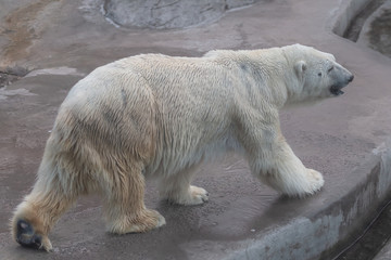 Obraz na płótnie Canvas Polar bear in the Moscow zoo