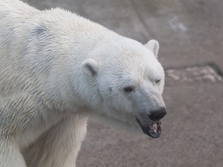 Obraz na płótnie Canvas Polar bear in the Moscow zoo