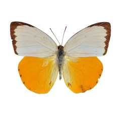 yellow and white butterfly