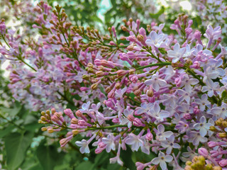 Blooming lilac branch closeup 