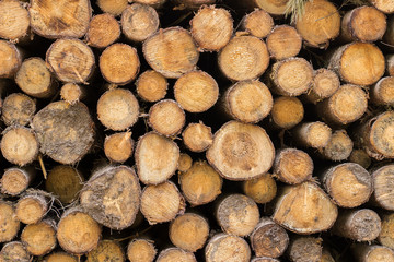 Unprocessed Pine logs close by. Background