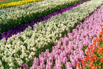 The field striped by red tulips, purple and pink hyacints, white and yellow dafodils in spring sunny day in Holland
