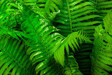 Green fern leaves natural background