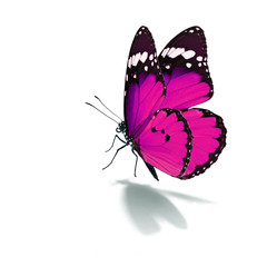 Beautiful pink butterfly