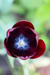 single pink tulip