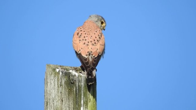 Turmfalke