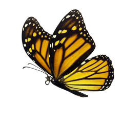Naklejka premium Beautiful monarch butterfly