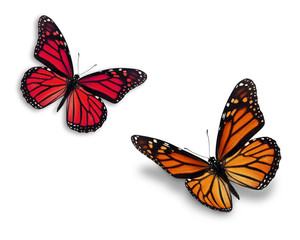 colorful monarch butterfly