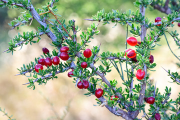 Red Wild fruits, in Patagonia Forest, Argentina