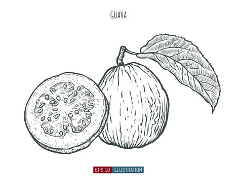 Hand drawn guava isolated. Template for your design works. Engraved style vector illustration.