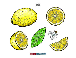 Hand drawn lemon isolated. Template for your design works. Engraved style vector illustration.
