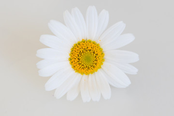 Daisy - Margerite Blume auf weiss