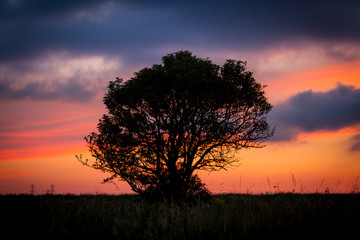 Fototapeta na wymiar Silhouette Tree Sunset
