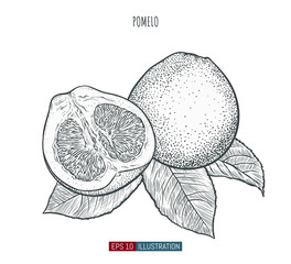 Hand drawn pomelo isolated. Template for your design works. Engraved style vector illustration.