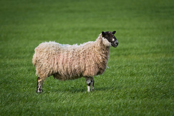 Sheep