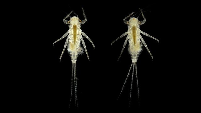 insect larvae under a microscope, Ephemeroptera species, the larvae live in water, then they turn into a winged insect, usually the day of the day when out of the water happens massively, it is a good
