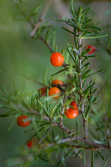 Red Wild fruits, in Patagonia Forest, Argentina