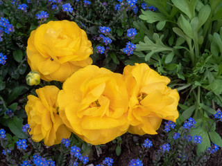 Yellow rose on a garden