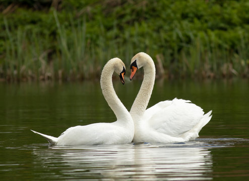 Mute swan