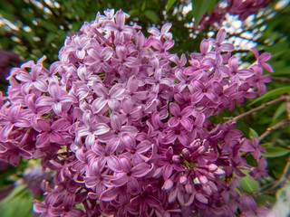 purple flowers in the garden