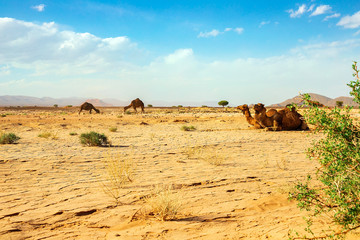 A cute, wild, single-humped camel lies on the ground in the Moroccan desert