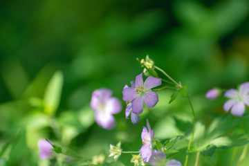 Wild geranium flower, geranium maculatum, blooming in the Spring.	