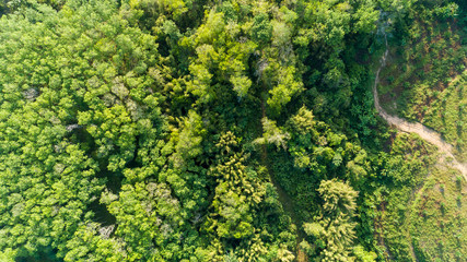 Naklejka premium Aerial view drone shot Top down of Green forest beautiful wilderness nature scenery for background