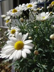 Paquerettes de printemps