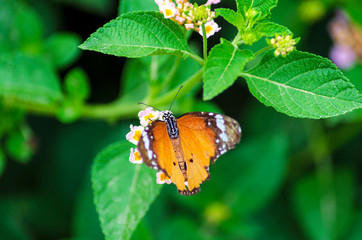 Monarch Butterfly on Lantana Camara Flower