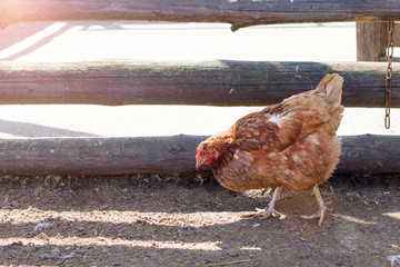Chicken in village cock on a grass