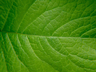 texture of a green leaf