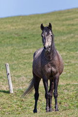 Obraz premium Cheval brun