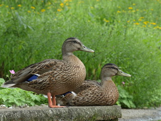 Pair of ducks courtship in a park