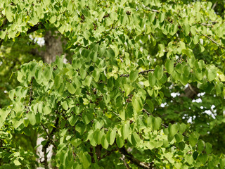 Japanischer Kuchenbaum (Cercidiphyllum japonicum) oder Katsura