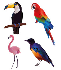 Search Photos Parrot Ara